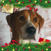 Alfie Christmas