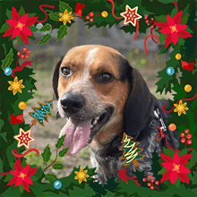Banjo Christmas