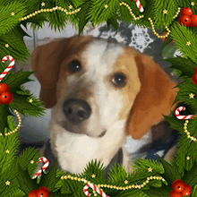 Billy Christmas