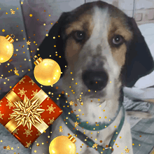 Delta Christmas