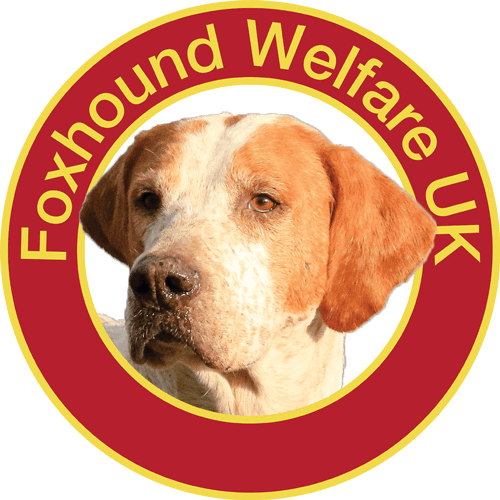 Foxhound Welfare