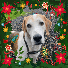 Wilfred Christmas